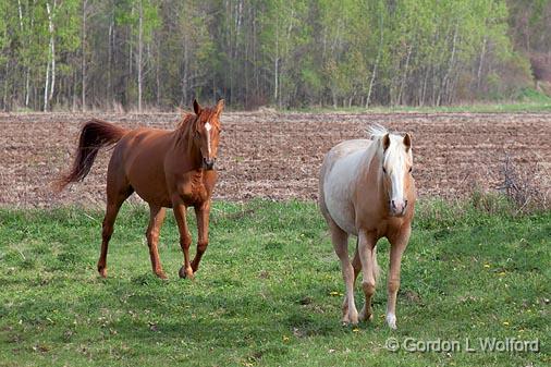 Friendly Horses_16038.jpg - Photographed near Ashton, Ontario, Canada.